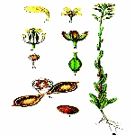 Ketencik (Camelina Sativa (L.) Crantz) Tarımı Nasıl Yapılır?