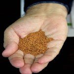 Ketencik (Camelina Sativa (L.) Crantz) Tarımı Nasıl Yapılır?