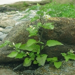 Köpek Üzümü Otu Nedir?