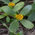 Semizotu Otu Nedir? Semizotu Otu Nedir?