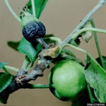 Ateş Yanıklığı Hastalığı Belirtileri, Nedenleri Ve Mücadele Yöntemleri