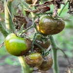 Mildiyö Hastalığı Belirtileri, Nedenleri Ve Mücadele Yöntemleri