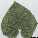 Yalancı Mildiyö Hastalığı Nedir?