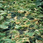 Yalancı Mildiyö Hastalığı Nedir?