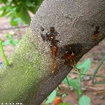 Kahverengi Çürüklük Ve Gövde Zamklanması