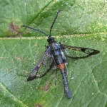 Elma Gövde Kurdu Nedir? Zararları Ve Mücadele Yöntemleri