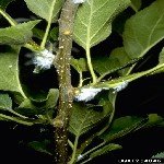 Elma Pamuklu Biti Nedir? Zararları Ve Mücadele Yöntemleri