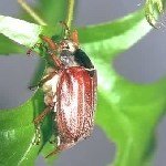 Mayıs Böceği Nedir? Zararları Ve Mücadele Yöntemleri