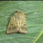 Sebzelerde Yeşilkurt Nedir? Zararları Ve Mücadele Yöntemleri