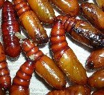 Sebzelerde Yeşilkurt Nedir? Zararları Ve Mücadele Yöntemleri