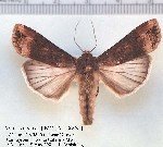 Sebzelerde Bozkurt Nedir? Zararları Ve Mücadele Yöntemleri