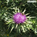 Meryem Dikeni - Kangal Otu Nedir?