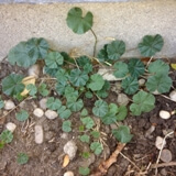 Ebegümeci Otu Nedir?