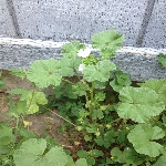 Ebegümeci Otu Nedir?