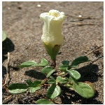 Gece Sefası (Akşam Sefası) Otu Nedir?