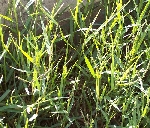 Su Ayrığı Otu Nedir? Su Ayrığı Otu Nedir?