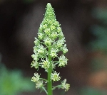 Muhabbet Çiçeği Otu Nedir?