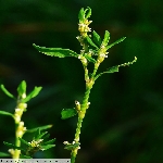 Çoban Değneği Otu Nedir? Çoban Değneği Otu Nedir?