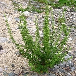 Kazayağı Otu Nedir?