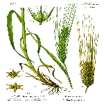 Kendi Gelen Arpa Otu Nedir?