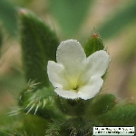 Sedef Otu Nedir? Sedef Otu Nedir?