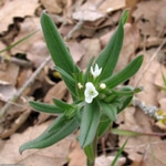 Sedef Otu Nedir? Sedef Otu Nedir?