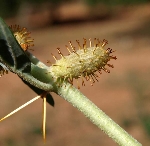 Zincir Pıtrağı Otu Nedir? Zincir Pıtrağı Otu Nedir?