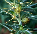 Zincir Pıtrağı Otu Nedir? Zincir Pıtrağı Otu Nedir?