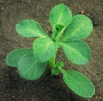 Güneş Sütleğeni Otu Nedir?