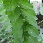 Güneş Sütleğeni Otu Nedir?