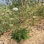 Yabani Havuç Otu Nedir? Yabani Havuç Otu Nedir?