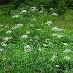 Yabani Havuç Otu Nedir? Yabani Havuç Otu Nedir?