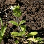 Topak Boynuz Otu Nedir?