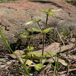 Topak Boynuz Otu Nedir?