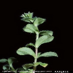 Topak Boynuz Otu Nedir?