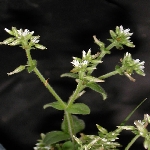 Topak Boynuz Otu Nedir?