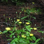 Tavşan Salatası Otu Nedir?