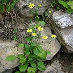 Tavşan Salatası Otu Nedir?