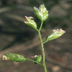 Tavşan Bıyığı Otu Nedir?