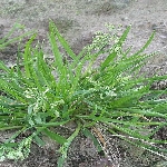 Tavşan Bıyığı Otu Nedir?