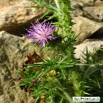 Saka Dikeni Otu Nedir? Saka Dikeni Otu Nedir?