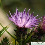 Saka Dikeni Otu Nedir? Saka Dikeni Otu Nedir?