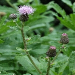 Köygöçerten Otu Nedir?