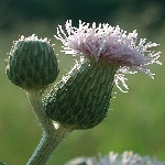 Köygöçerten Otu Nedir?