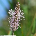 Ortanca Sinir Otu Nedir?