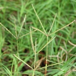 Köpek Dişi Ayrığı Otu Nedir?