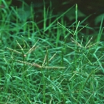 Köpek Dişi Ayrığı Otu Nedir?