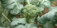 Brokoli Yetiştiriciliğinde Gübreleme Programı Nasıl Olmalıdır?
