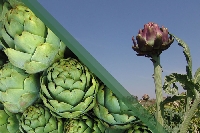 Enginar Yetiştiriciliğinde Gübreleme Programı Nasıl Olmalıdır? Enginar Yetiştiriciliğinde Gübreleme Programı Nasıl Olmalıdır?