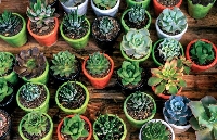 Sukulent Nedir, Bakımı Nasıl Yapılır?